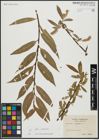 Foto von Salix alba L. x Salix pentandra L.